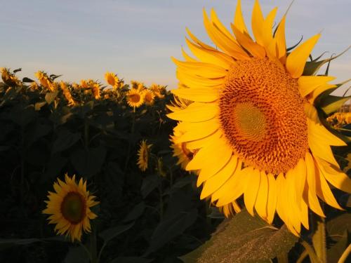 a large yellow sunflower in a field of sunflowers at Agriturismo Bocci in Castiglione della Pescaia