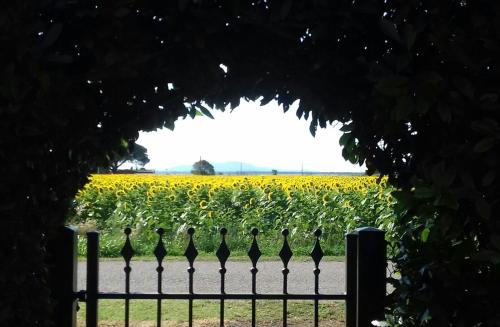 a fence in front of a field of sunflowers at Agriturismo Bocci in Castiglione della Pescaia