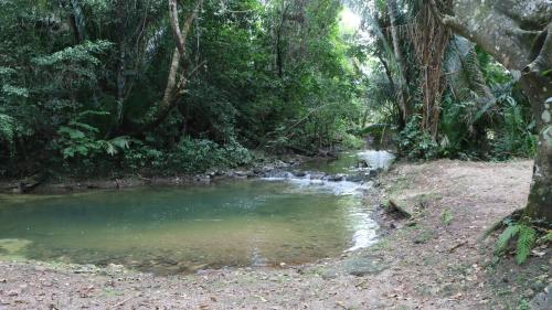 a creek in the middle of a forest at KikiWitz Resort in Belmopan