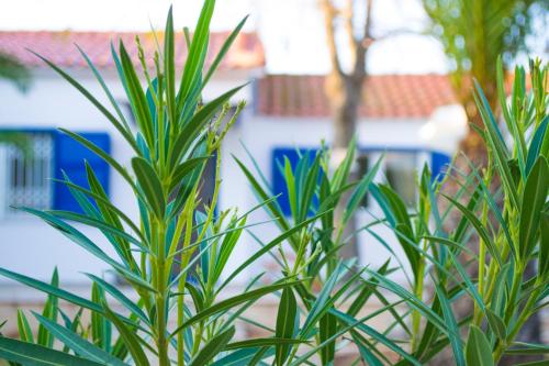 a green plant in front of a white building at The SURF hOuSe @ Keros Beach , Kalliopi in Kalliópi