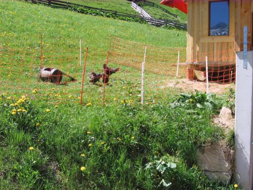 a dog laying in the grass behind a fence at Oberauhof in Kleinarl