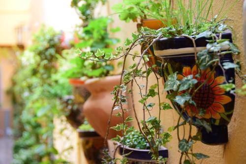 a bunch of potted plants hanging on a wall at Casa Maricela B&B in San Miguel de Allende