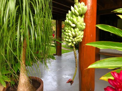 a bunch of bananas hanging from a plant at Daintree Manor B&B in Daintree