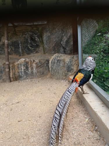 a peacock is standing next to a fence at Forest of Color Pension in Hongcheon