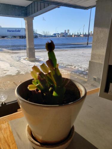 a plant in a pot in front of a window at SkyView Swift Current in Swift Current