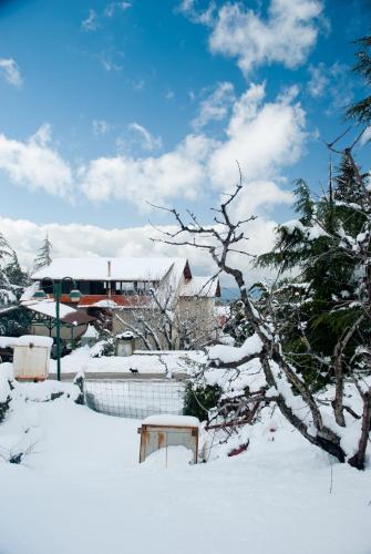 a snow covered yard with a tree and a bench at House On The Mountain in Neve Ativ