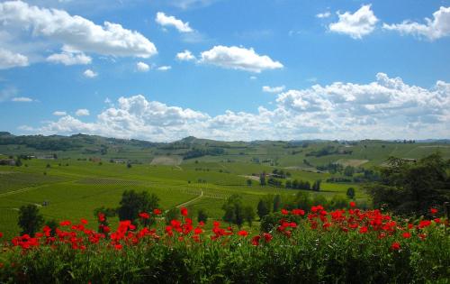 un campo de flores rojas en un campo de verde en Cascina tra i vigneti a Nizza Monferrato, en Nizza Monferrato