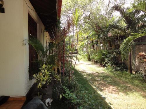 un gato sentado al lado de una casa con plantas en Lidwins Inn 15 minutes to the airport, en Negombo