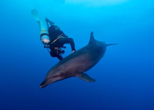 a diver and a whale shark in the water at Chez Taia et Véro in Tiputa