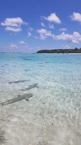 a shark laying in the sand on a beach at Chez Taia et Véro in Tiputa