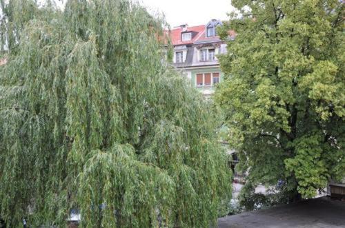 a weeping willow tree in front of a building at Pension Stoi budget guesthouse in Innsbruck