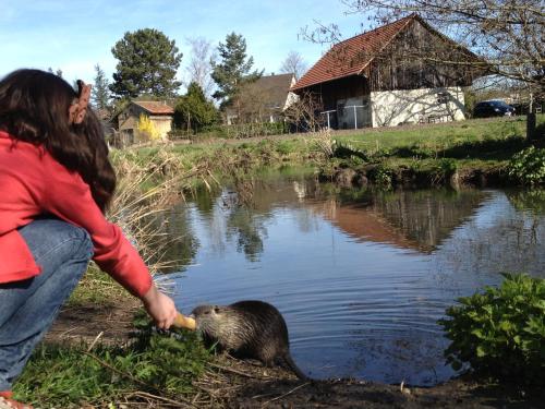 a woman feeding a bear in the water at Villa Élyane in Colmar