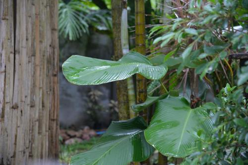 a plant with large green leaves next to a fence at Tukonnee Villas Koh Yao Noi in Ko Yao Noi
