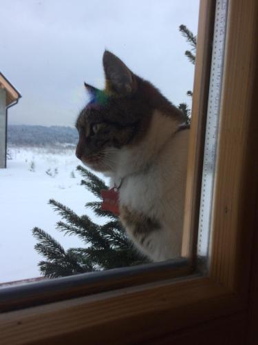 a cat with a colorful hat sitting in a window at Ciche Pole in Maniowy