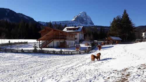 a dog standing in the snow in front of a cabin at Chi Plans in Antermoia