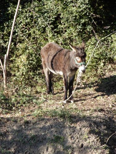 a donkey tied to a rope in a field at Il Borgo della Colomba in Fosdinovo