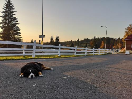 a dog laying on the road next to a fence at Monterai Resort in Poiana Brasov