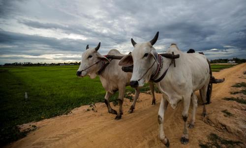 a group of three cows walking down a dirt road at Madam Sokha Homesteading in Siem Reap