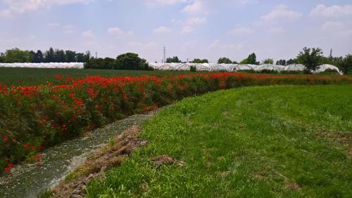 a field full of red flowers and white plants at Agriturismo Cipolli e Podò Corte Carlini in Mantova