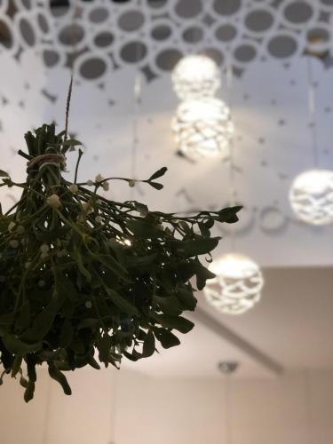 a plant in front of some lights on a ceiling at ABC Hotel in Blankenberge
