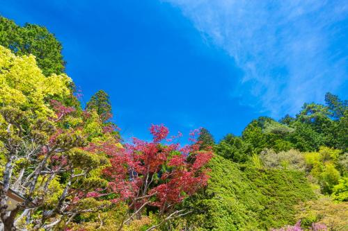 a group of trees with a blue sky in the background at 高野山 宿坊 総持院 -Koyasan Shukubo Sojiin- in Koyasan