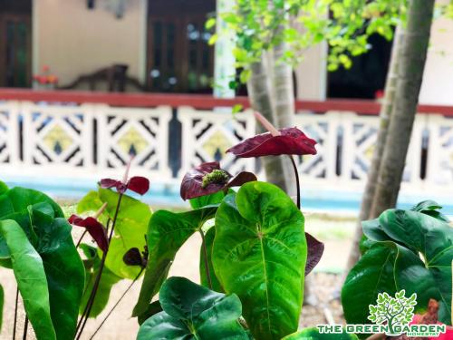 a group of green plants with red flowers and a fence at The Green Garden in Dambulla