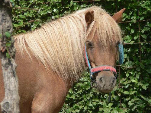 a brown horse with blond hair standing next to a bush at Agriturismo Il Girasole Assisi in Assisi