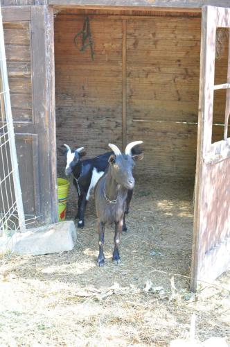two goats standing inside of a barn at Agriturismo Il Girasole Assisi in Assisi