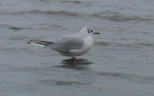 a white bird standing in the water at Hotel am See in Grevesmühlen