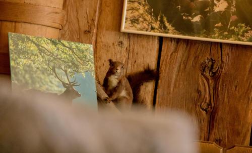 a stuffed teddy bear sitting on a wall at Sporthotel Walliserhof in Unterbäch