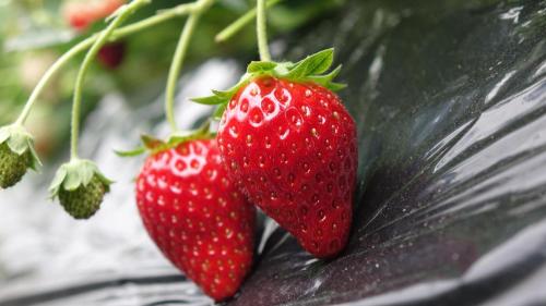 two strawberries hanging from a plant in the rain at Mashikokan Satoyama Resort Hotel in Mashiko