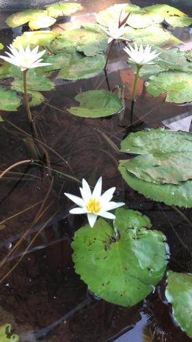 a group of white flowers in the water at Janice Villa Arambol in Arambol