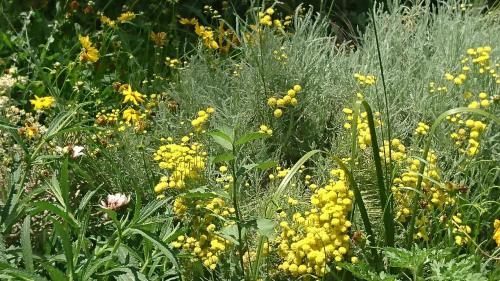 a field full of yellow flowers and grass at Mountain View Swellendam in Swellendam