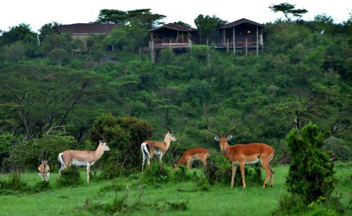 a group of deer standing in a field of grass at Saruni Eagle View in Naboisho