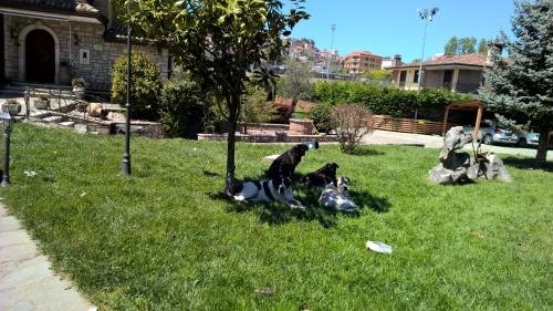 two dogs laying in the grass under a tree at Villa ARPE in Montemiletto
