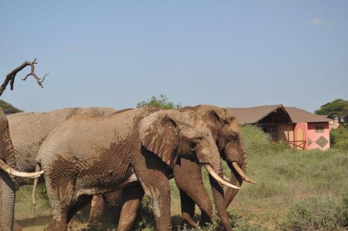 a group of elephants walking in a field at Kilima Safari Camp in Amboseli