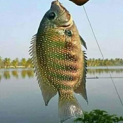 a fish is hanging from a persons hand at Munroe Meadows in Munroe Island