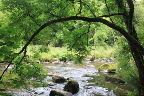a stream with rocks and trees in a forest at Résidence CoatArmor in Tonquédec