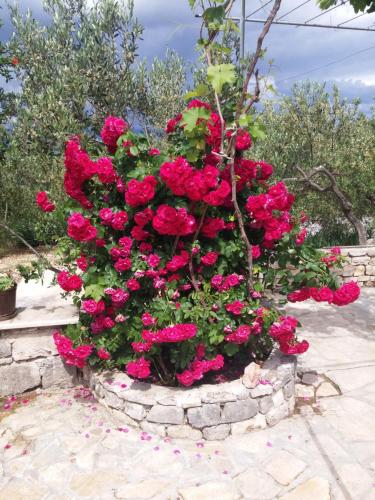 różowe kwiaty w kamiennym garnku w obiekcie Holiday Home Ruža w mieście Mirce