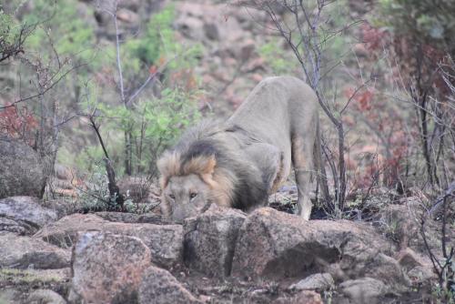 a lion standing on top of some rocks at Morokolo Safari Lodge Self-catering in Pilanesberg