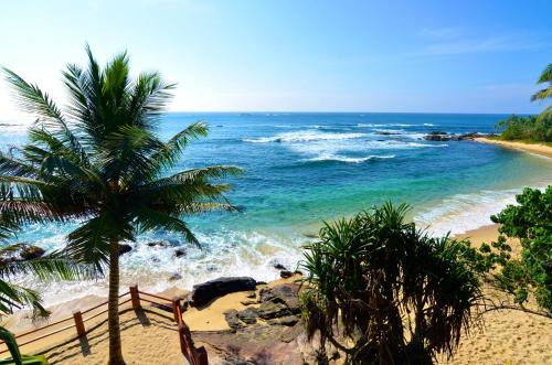 a beach with a palm tree and the ocean at Eva Lanka Hotel - Beach & Wellness in Tangalle