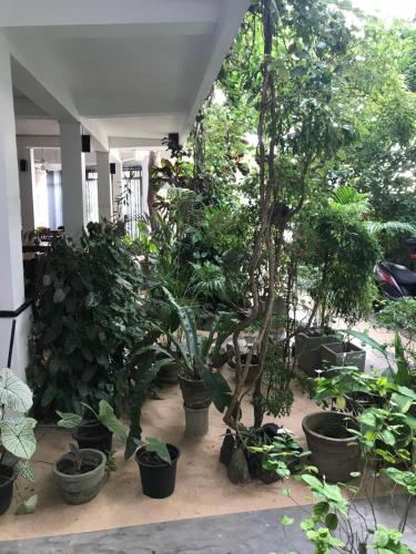a group of potted plants in pots on the ground at Unawatuna Beach Bungalow - in Unawatuna