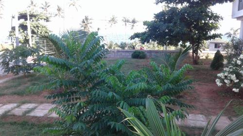 a large green plant in a yard next to a building at Masha Beach Inn in Tangalle