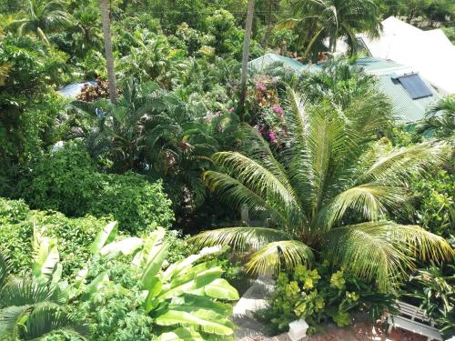 a garden with palm trees and other plants at Apartment Espoir in Castries