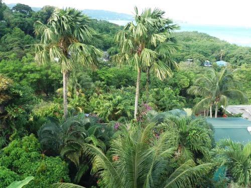 a bunch of palm trees in a forest at Apartment Espoir in Castries