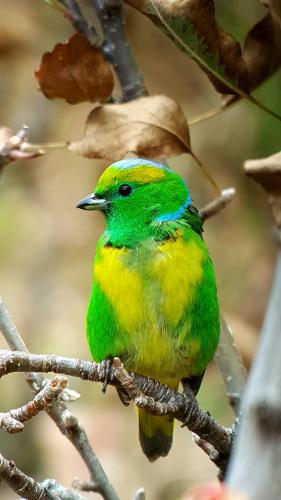 a green and yellow bird sitting on a tree branch at Hotel Mirador de Quetzales in Providencia