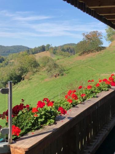 a row of red flowers on a wooden ledge at Ferienwohnung HOF in Mühlenbach