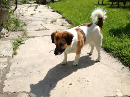 a brown and white dog standing on a sidewalk at Villa Verdi in Borgholm