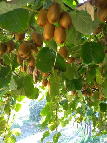 a bunch of fruit hanging from a tree at "Country House il Brolo" in Polpenazze del Garda