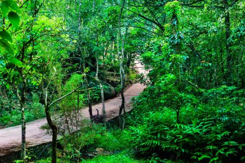 a dirt road through a forest with trees at Wayanad Wild - A CGH Earth Experience in Vythiri